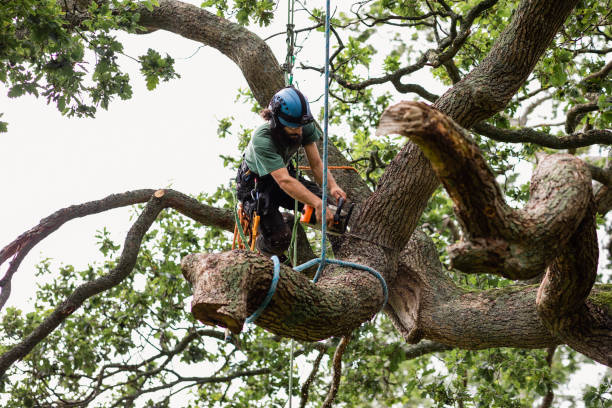 How Our Tree Care Process Works  in  University At Buffalo, NY