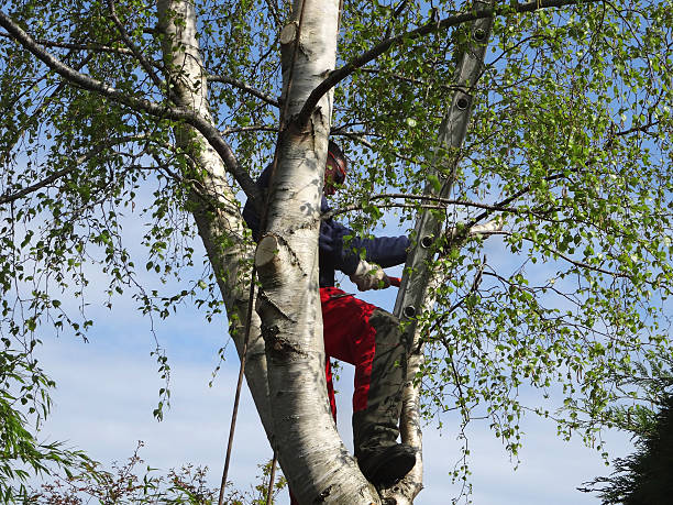 Professional Tree Removal Services in University At Buffalo, NY